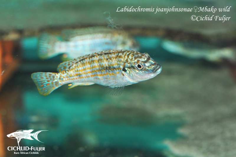 Labidochromis joanjohnsonae 'Mbako Bay'